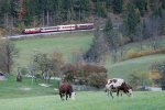 friedlich grasen die
	Kühe, während ein Zug vorbeifärt